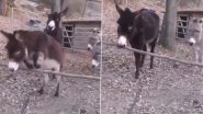 Smart Donkey Viral Video: इस गधे की समझदारी के आगे अच्छे-अच्छे हैं फेल, वायरल वीडियो देख आप भी हो जाएंगे कायल